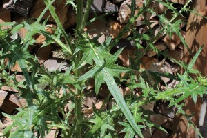 cirsium vulgare (1) (1200 x 800).jpg_product_product